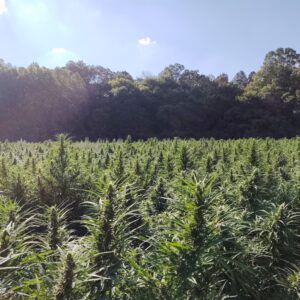 Cannabis High CBD Seeds