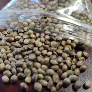 Cannabis Regular Seeds