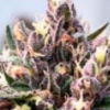 1 Clone Slightly Stoopid Collie Man Kush